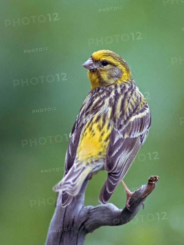 European Serin, serine, serinus serinus, birds, high size, portrait format, male, passeri, songbirds, birds