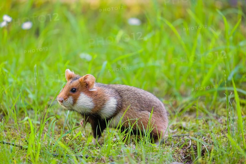 A European hamster (Cricetus cricetus), Eurasian hamster, black-bellied hamster or common hamster, collects herbs, grass and daisies on a meadow