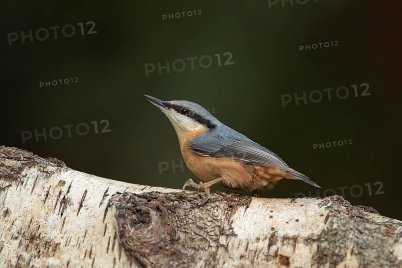 Eurasian nuthatch (Sitta europaea) adult bird on a tree branch in a woodland, England, United Kingdom