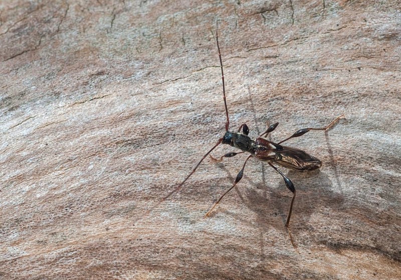 Dark-shelled short-blanket buck, spruce short-blanket buck, small wasp buck, molorchus minor, short-winged longhorn beetle, beetle, longhorn beetle, coleoptera, insects, beetles
