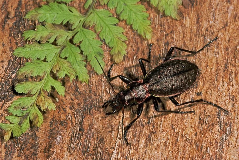Mountain beetle, Carabus irregularis, gorge forest ground beetle, beetle, insects, beetles, leo