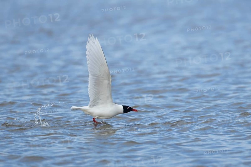 Mediterranean gull (Ichthyaetus melanocephalus) adult bird in summer plumage flying taking off from water of a lagoon, England, United Kingdom