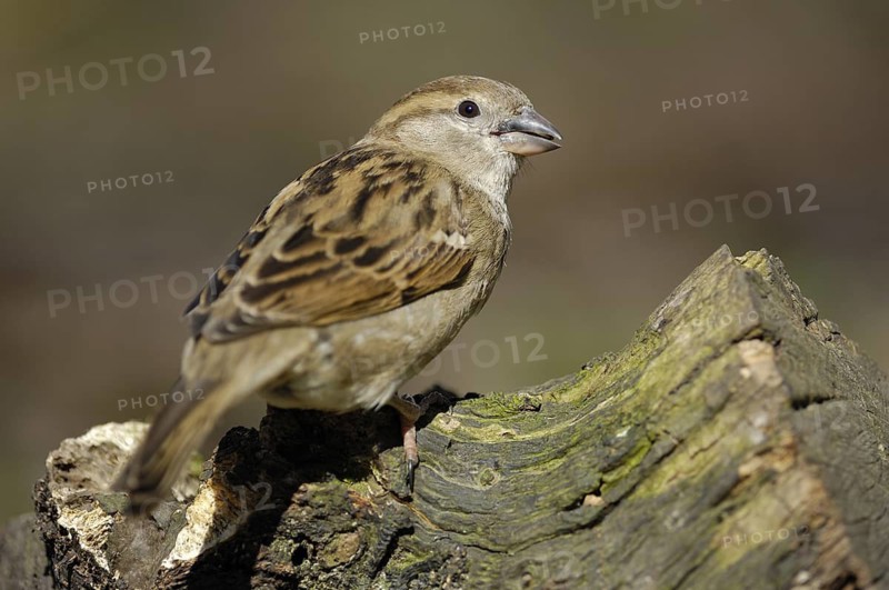 Haussperling (Passer domesticus), Weibchen, Winterfütterung, April, Oberhausen (D)