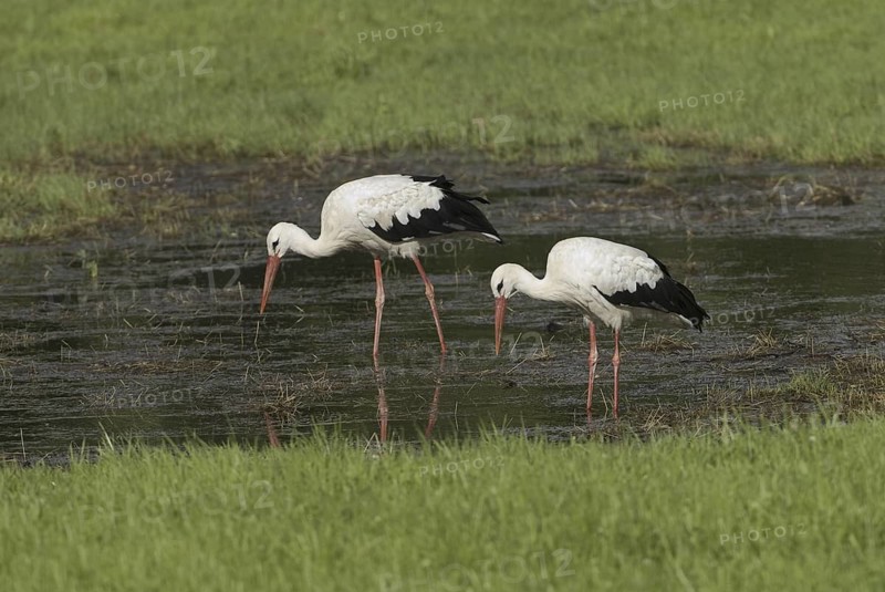 White Stork (Ciconia ciconia), Saxony, Germany