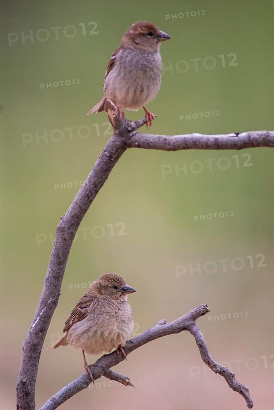 Passer hispaniolensis, willow sparrow, high size, portrait