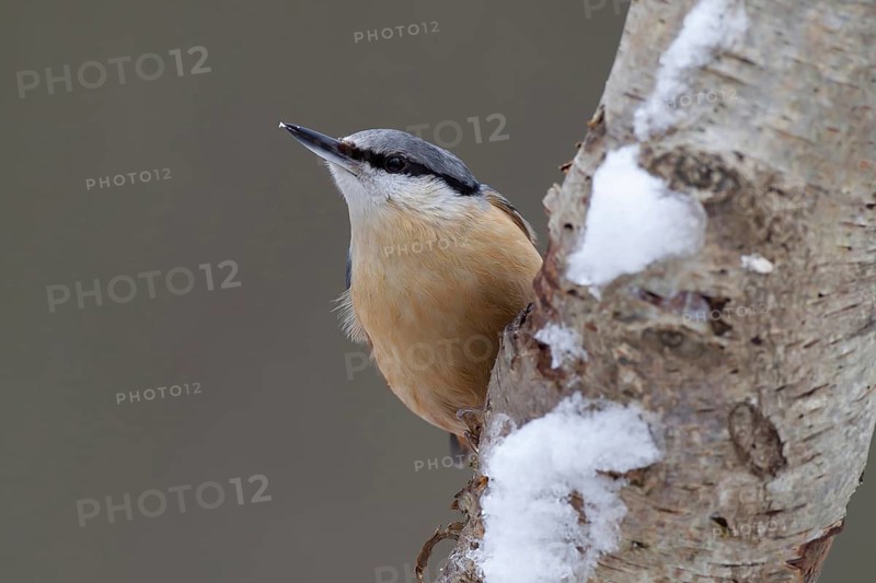 Eurasian nuthatch (Sitta europaea) adult bird on a snow covered Silver birch tree trunk in a woodland in winter, England, United Kingdom