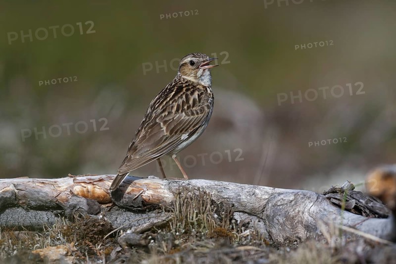 Woodlark (Lullula arborea) singing, Brandenburg, Germany