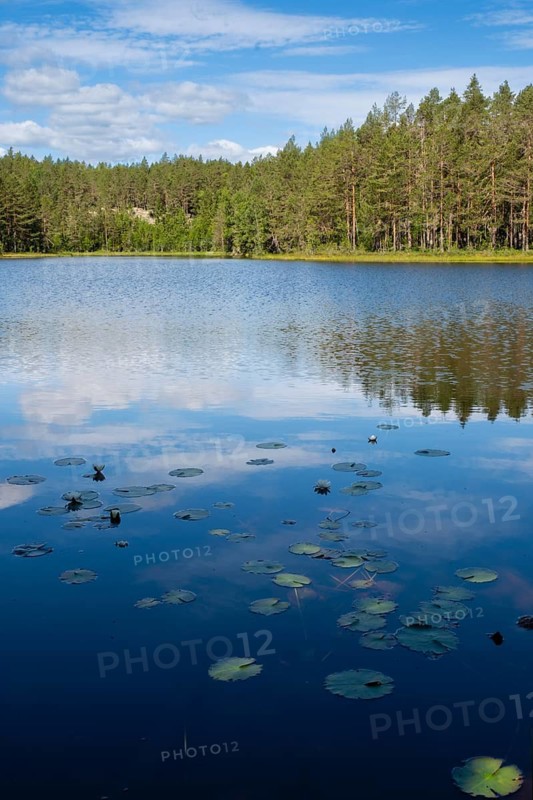 View across Ongeltjørn, water lilies (Nymphaea), Telemark, Norway