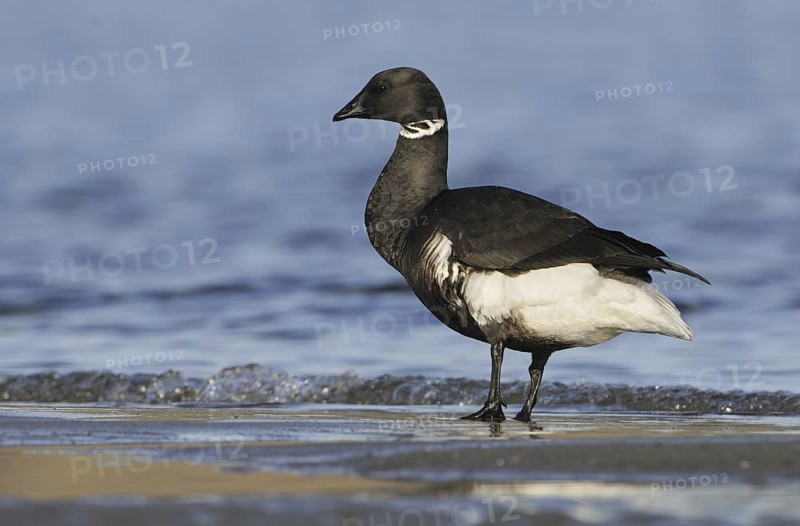 Brant Goose (Branta bernicla), British Columbia, Canada