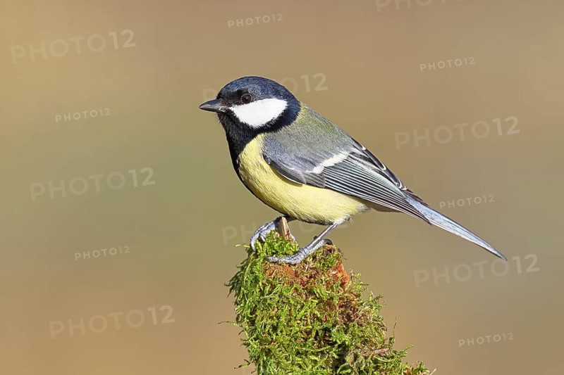 Great Tit (Parus major), perched on a moss-covered branch, wildlife, animals, birds, tits, Wilnsdorf, North Rhine-Westphalia, Germany