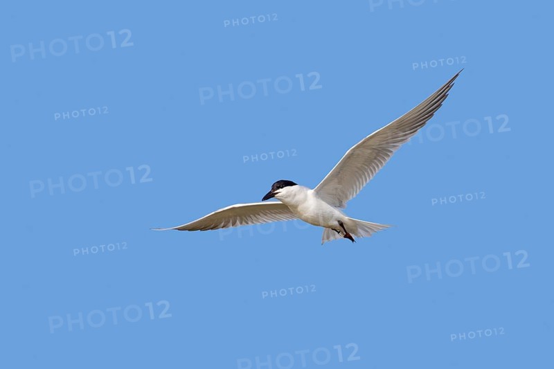 Ringed gull-billed tern (Gelochelidon nilotica, Sterna nilotica) adult in breeding plumage flying against blue sky in spring, summer