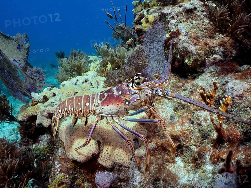 A Caribbean spiny crayfish (Panulirus argus) sits, resplendent in its colours, on a coral reef beneath clear blue water, at the John Pennekamp Coral Reef State Park dive site, Key Largo, Florida Keys, Florida, USA