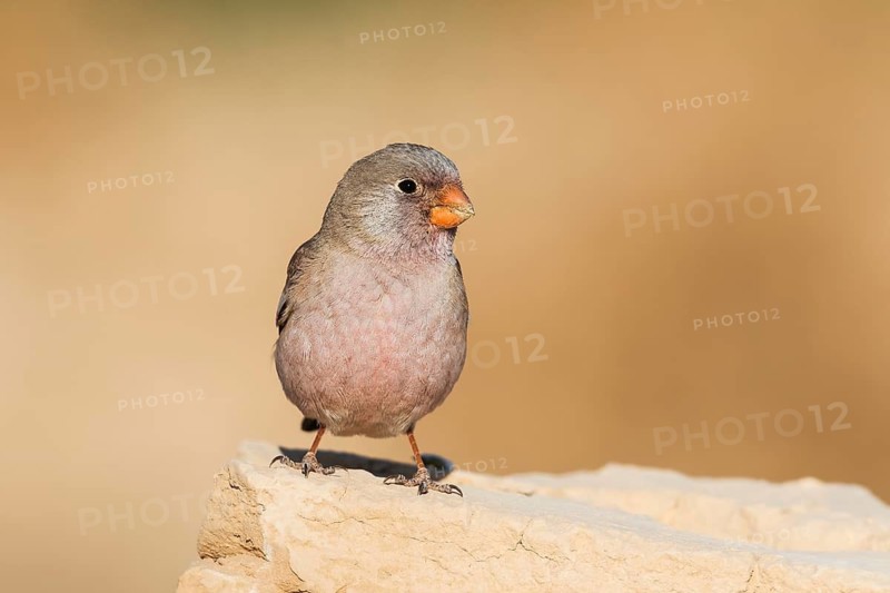 Trumpeter Finch (Bucanetes githagineus) male, Eilat, Israel