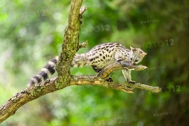 Common genet (Genetta genetta), climbing on a tree wildlife in a forest, Montseny National Park, Catalonia, Spain
