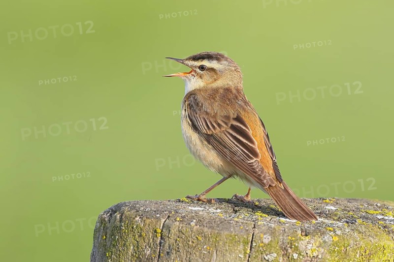 Reed Warbler (Acrocephalus schoenobaenus) sitting on a pasture fence, wildlife, migratory bird, nature photography, wildlife, Ochsenmoor, Lake Dümmer, Lower Saxony, Germany
