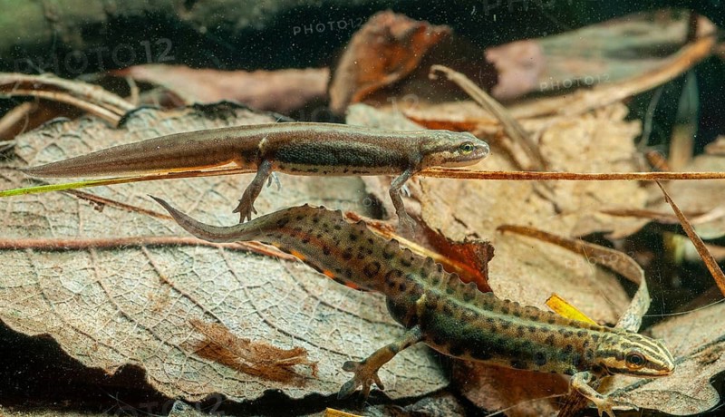Lissotriton vulgaris meridionalis, Lissotriton vulgaris schreiberi, Schreiber's pond newt, smooth newt, pond newt spec., amphibians, caudata, female, amphibians, amphibians, male, newt, tail amphibians, water newts, female