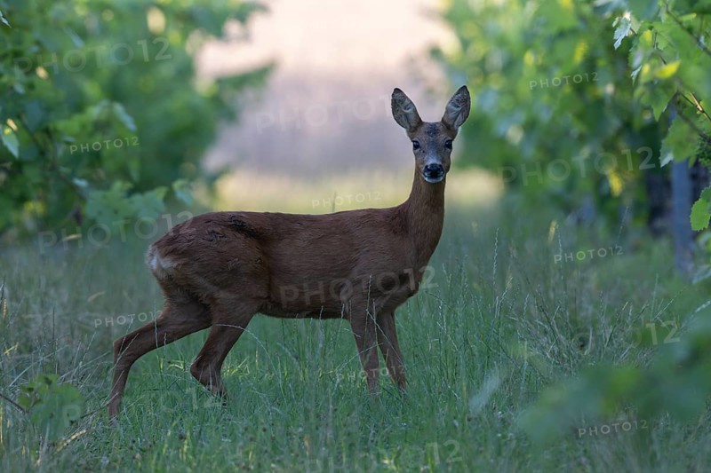 Deer, Ricke, Bitburg, Germany