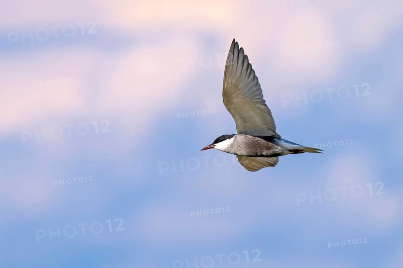 White-bearded tern (Chlidonias hybrida), in flight, Großwilfersdorf Nature Reserve, Großwilfersdorf, Styria, Austria