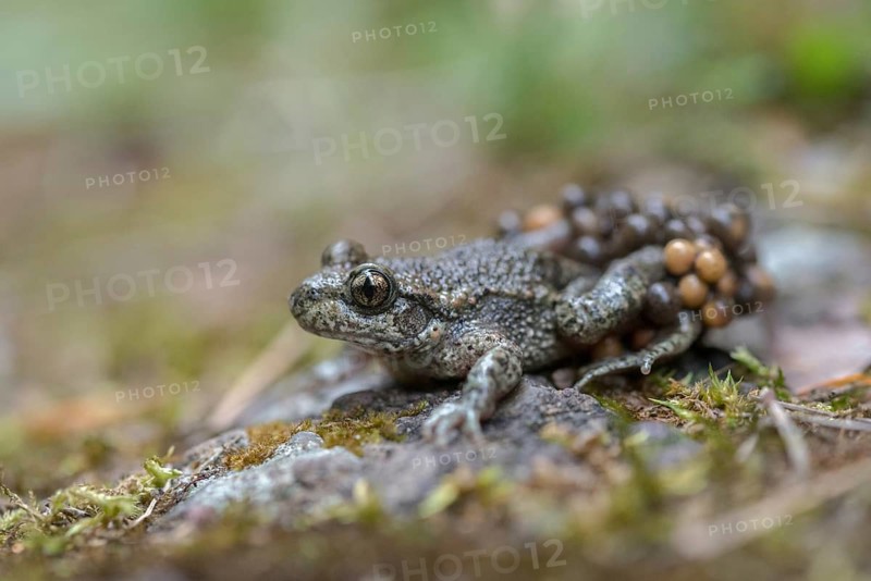 Alytes obstetricans, common midwife toad, obstetrician toad, northern obstetrician toad, amphibians, eggs, egg string, amphibians, male