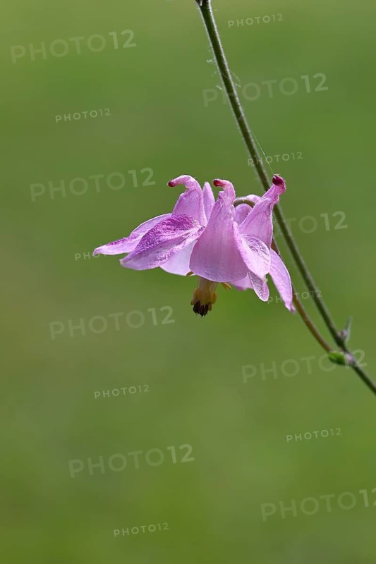 Common columbine (Aquilegia vulgaris), pink flower at the edge of the wood, in spring, Wilnsdorf, North Rhine-Westphalia, Germany