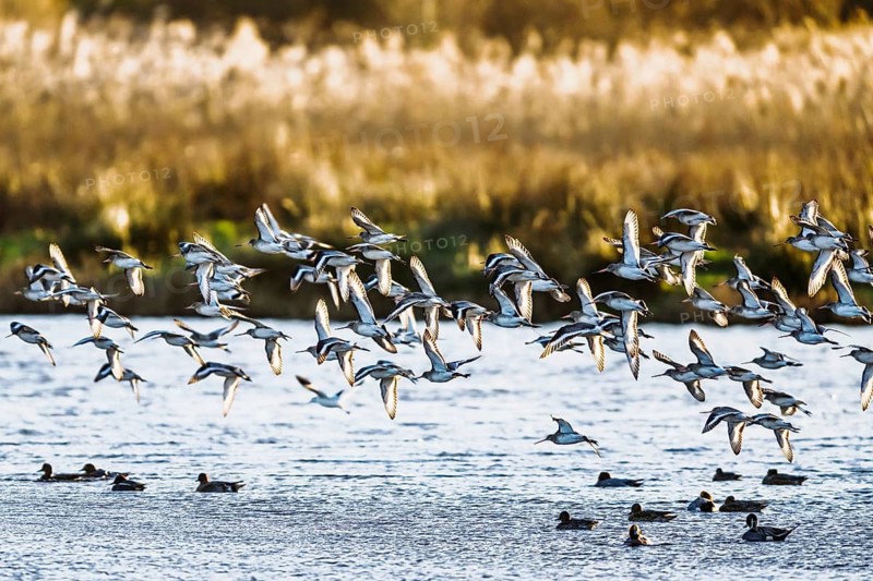 Black-tailed Godwits, Limosa limosa, birds in flight over marshes, Devon, England, United Kingdom