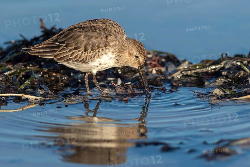Dunlin (Calidris alpina) foraging on shoreline, Mecklenburg-Western Pomerania, Germany