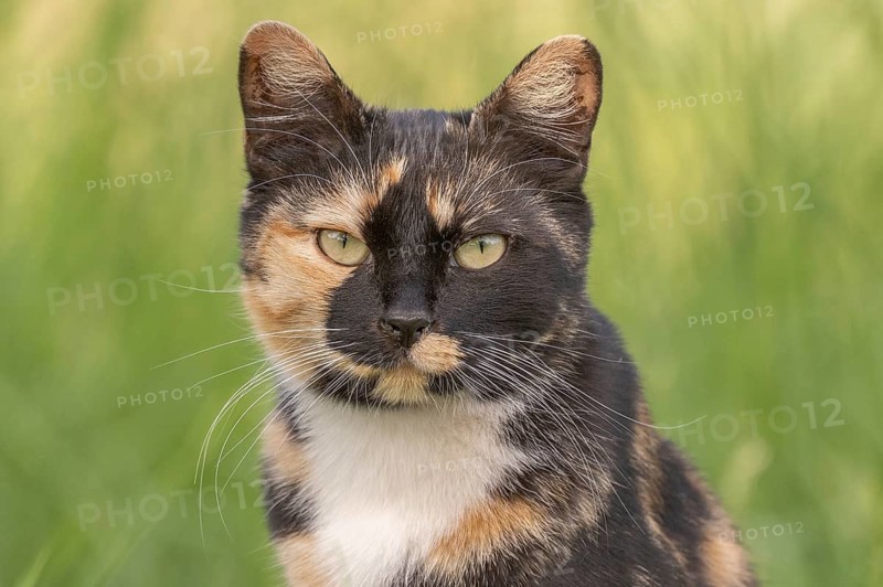 A cat wearing a spotted coat observes its surroundings in front of a field full of green grass. The daylight illuminates his face