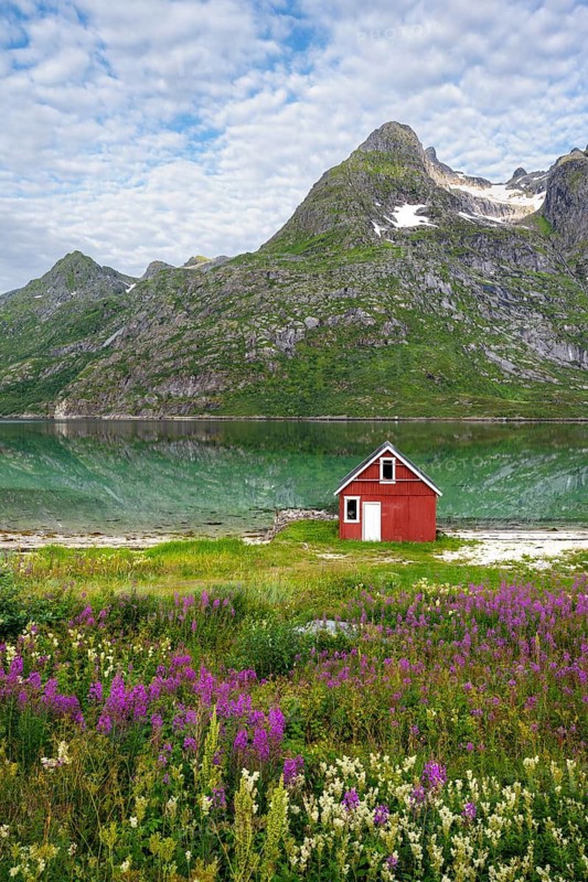 Flower meadow and red fisherman's hut on the shore, Rorbuer Hütte, picturesque fjord landscape at Raftsund fjord, Vesterålen, Norway