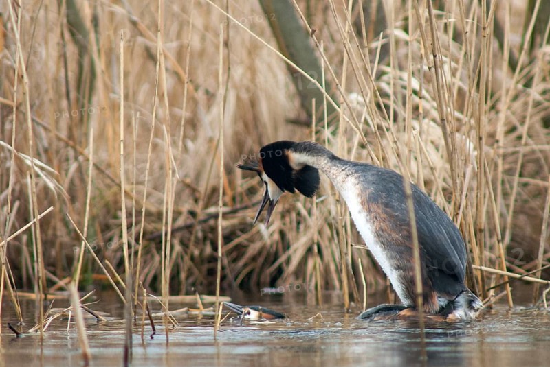 Grebes, Podiceps cristatus, birds, grebes, podicipedidae, divers, birds, waterbirds, waterbirds