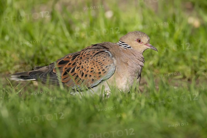 European turtle dove (Streptopelia turtur) adult bird on grassland, England, United Kingdom