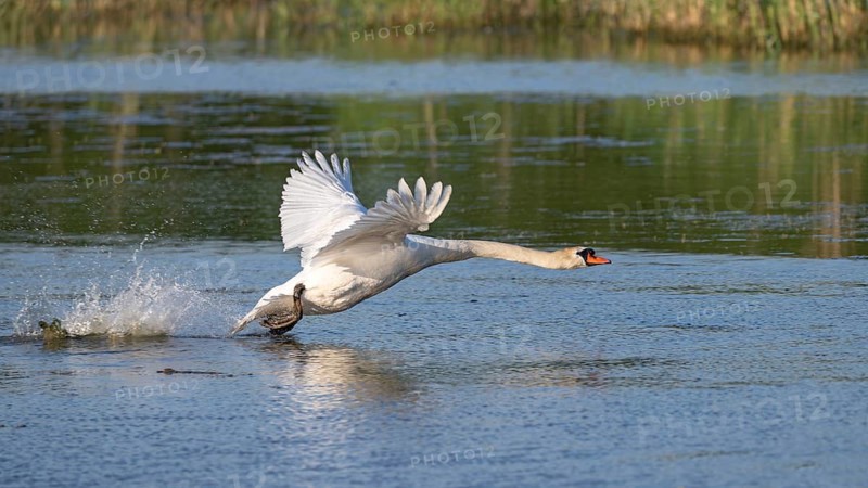 Mute swan (Cygnus olor), taking off from the water, Großwilfersdorf Nature Reserve, Großwilfersdorf, Styria, Austria