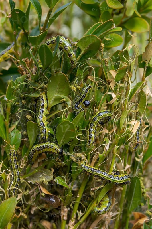 Box tree moth, boxwood moth, boxwood moth, cydalima perspectalis, moth, high size, portrait, inchworm, insects, moths, caterpillar, butterflies