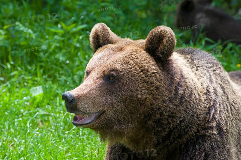 A brown bear in the grass, looking quite friendly, European brown bear (Ursus arctos arctos), Transylvania, Carpathians, Romania