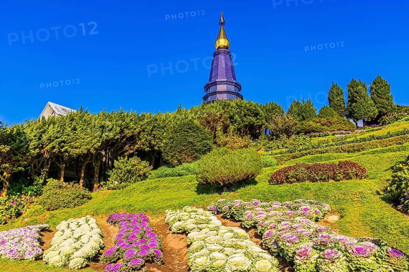 Colourful flower beds with bright purple and white ornamental cabbage flower-bed (Brassica oleracea) in front of the royal pagoda, Doi Inthanon National Park, Chiang Mai province, Thailand