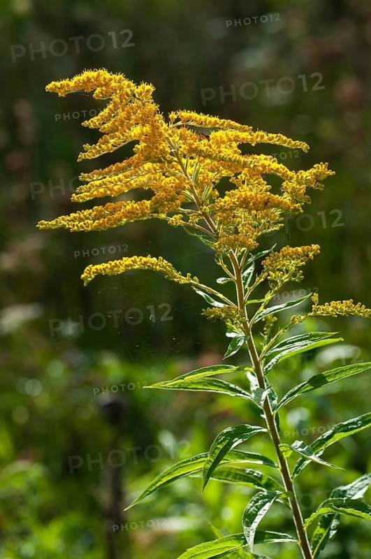 Asteraceae, Brandenburg, Germany, goldenrod, Canadian goldenrod, daisy, national natural heritage, natural paradise Grünhaus, solidago canadensis, post-mining landscape, flora, greenhouse, high size, portrait format, plants, plants