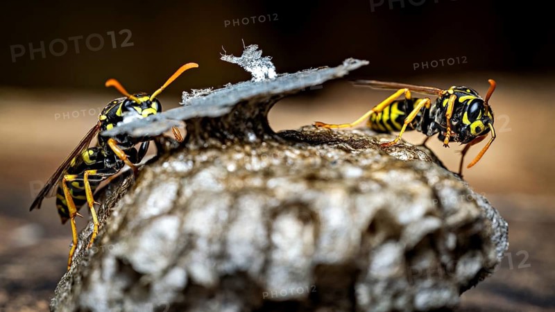 Two wasps are standing on a nest, captured in a clear close-up. The field wasps on their fallen nest near Herleshausen, Germany (Polistinae)
