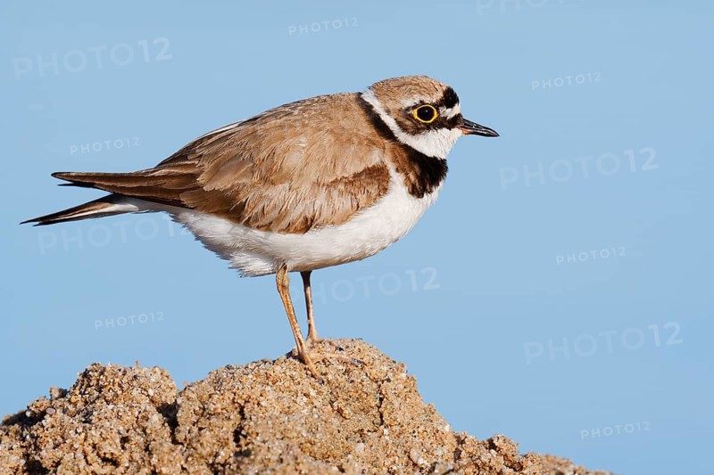 Little Ringed Plover (Charadrius dubius), North Rhine-Westphalia, Germany