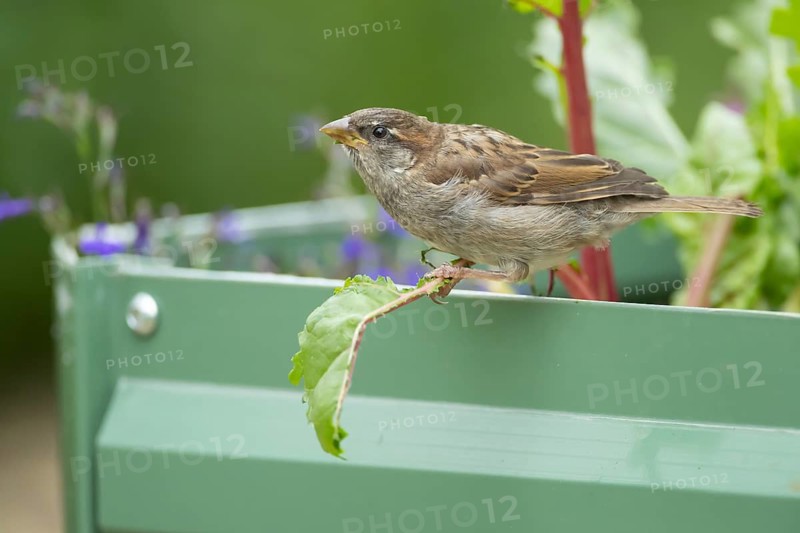 House sparrow (Passer domesticus) adult female bird on a garden Swiss chard vegetable plant leaf, Suffolk, England, United Kingdom