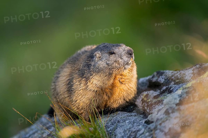 Alpine marmot (Marmota marmota) in autumn, Grossglockner, High Tauern National Park, Austria