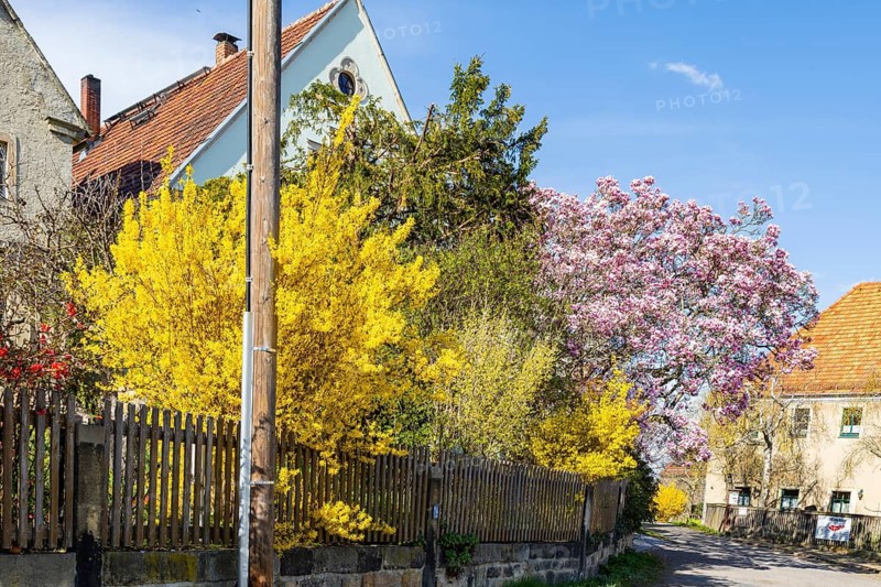 Blooming trees at old farmsteads on the village square in Rippien in the Eastern Ore Mountains, Rippia, Saxony, Germany