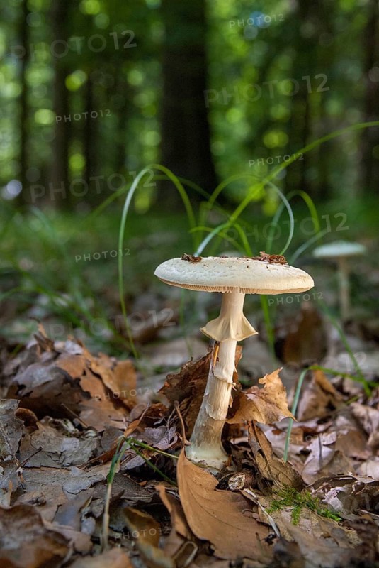 Amanita citrina, amanita mapa, delicate amanita, false death cap, yellow bulbous mushroom, yellow bulbous, napkin amanita, lemon-yellow bulbous leaf mushroom, fungi, fungus, high size, portrait format, mushrooms