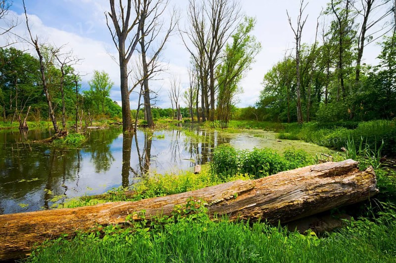 Germany, Hesse, Heusenstamm, floodplain of the Bieber stream (formerly Renigishausen)