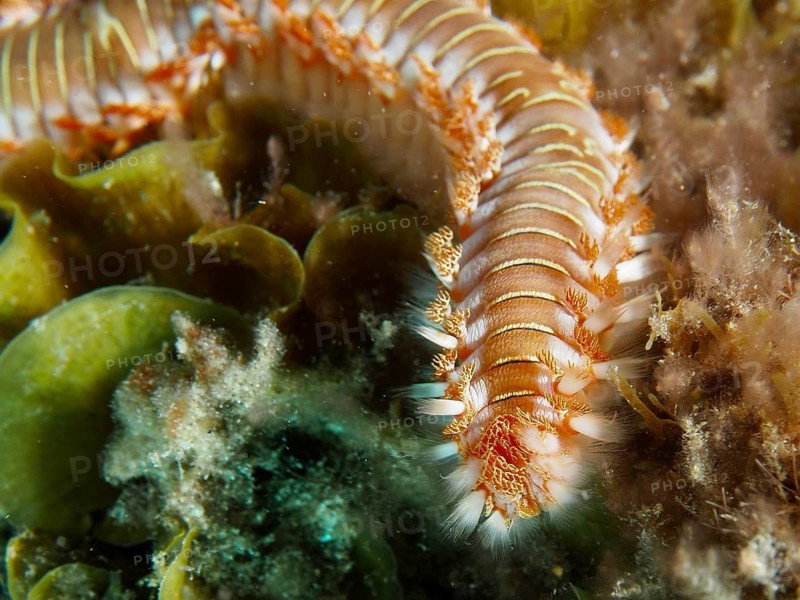 Close-up of a bristle worm, the fire bristle worm (Hermodice carunculata), amongst seaweed, dive site: El Cabron Marine Reserve, Arinaga, Gran Canaria, Spain, Europe, Atlantic Ocean