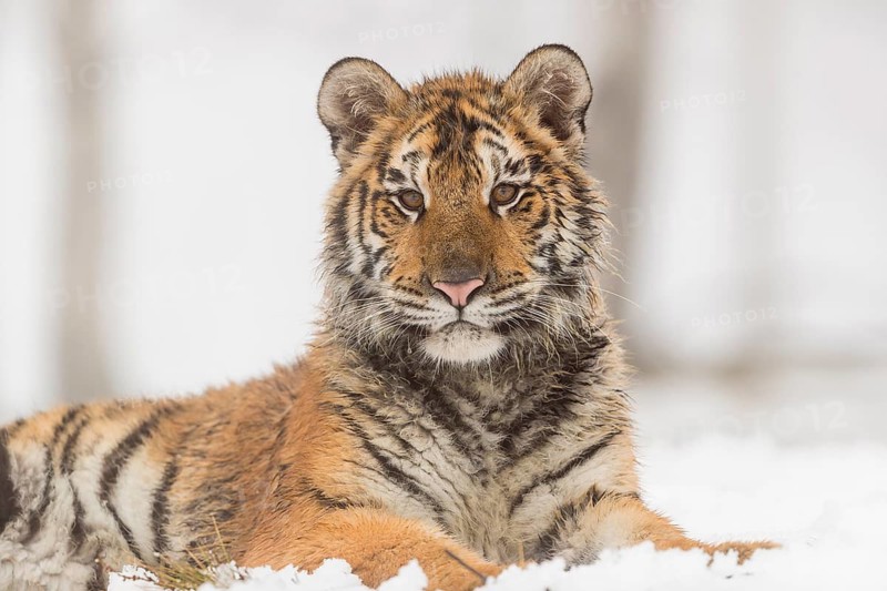 One young Siberian Tiger, Panthera tigris altaica, resting on a snowy meadow with dense fog in the background