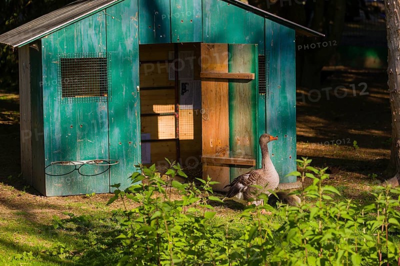 One adult greylag goose, Anser anser, stands with one chick in front of a small green colored stable