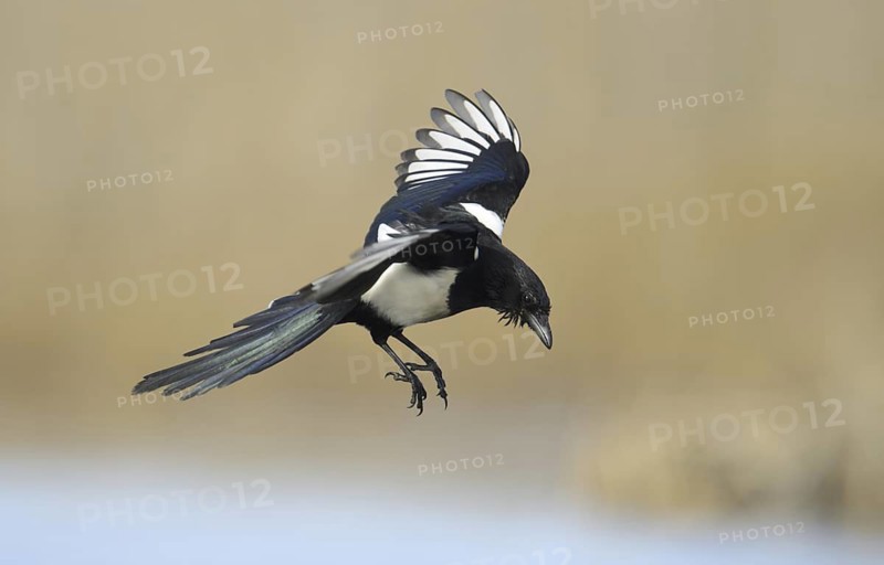 Eurasian Magpie (Pica pica) flying, Mecklenburg-Western Pomerania, Germany