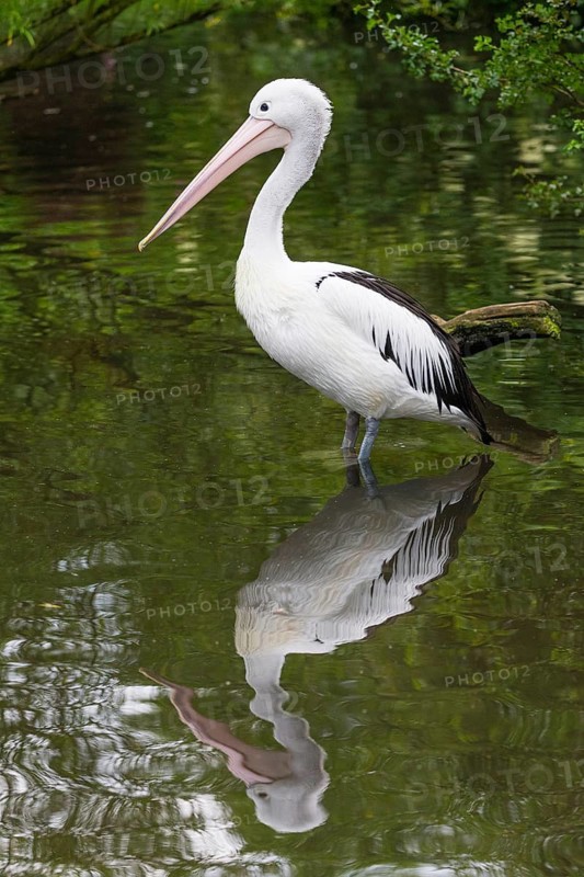 Australian Pelican (Pelecanus conspicillatus), adult bird with its reflection, standing in water, captive, Germany