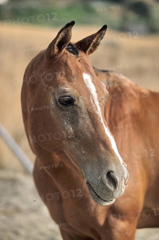 Horse head, coat disorder, summer mange