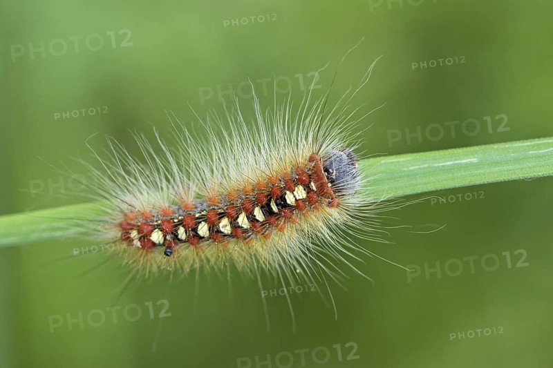 Poplar moth, (Leucoma salicis), owl moth, caterpillar, moth, butterfly, macro, insect, animals, insects, Lake Neusiedl, Burgenland, Austria
