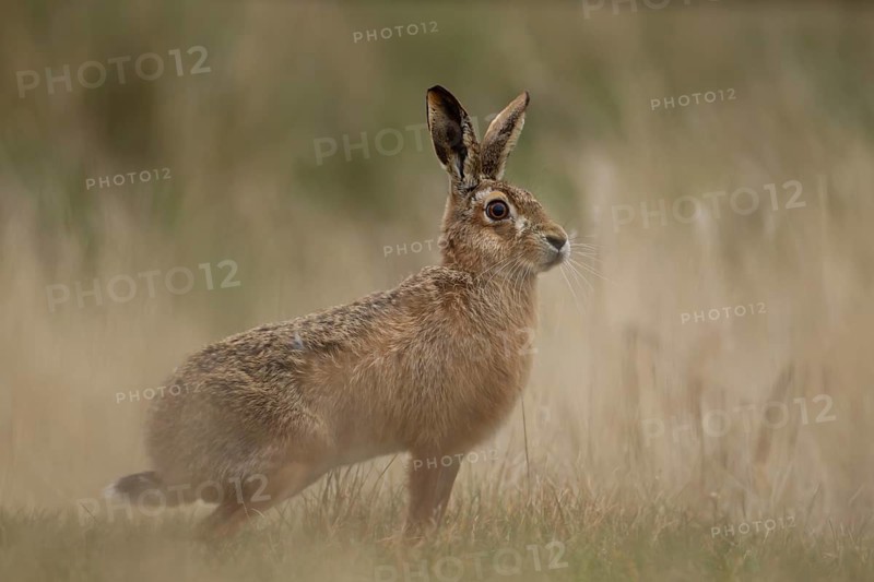 European brown hare (Lepus europaeus) adult animal standing in grassland in spring England, United Kingdom